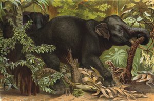 Elefante indio de European School